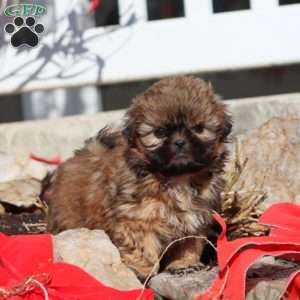 Fancy, Shih Tzu Puppy
