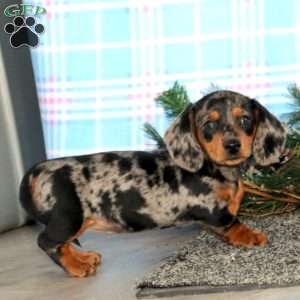 Fancy-Mini, Dachshund Puppy