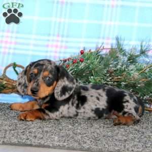 Fancy-Mini, Dachshund Puppy