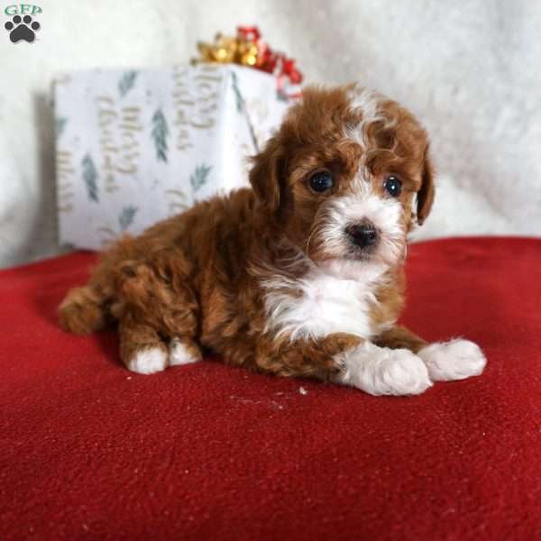 Fancy, Toy Poodle Puppy