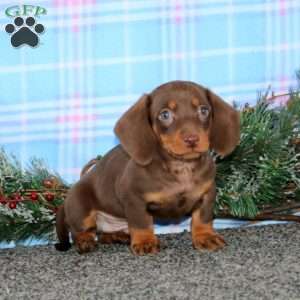 Fargo-Mini, Dachshund Puppy