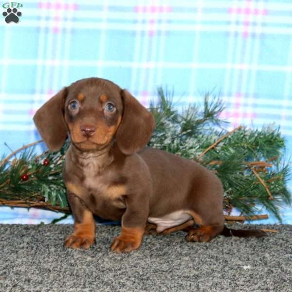 Fargo-Mini, Dachshund Puppy