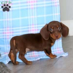 Fargo-Mini, Dachshund Puppy