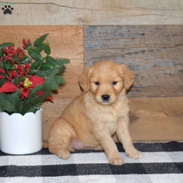 Felice, Golden Retriever Puppy