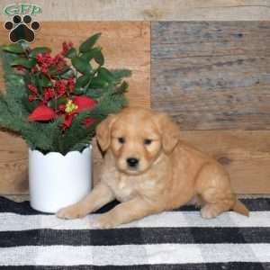 Felice, Golden Retriever Puppy