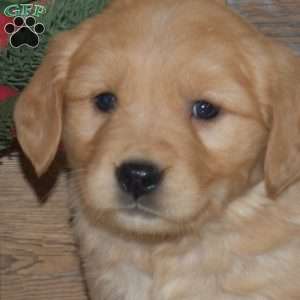 Felice, Golden Retriever Puppy