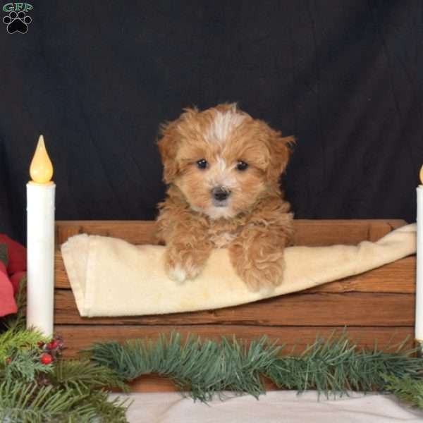 Felicity, Maltipoo Puppy