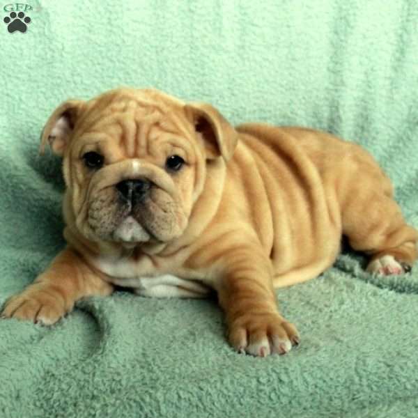 Felicity, English Bulldog Puppy