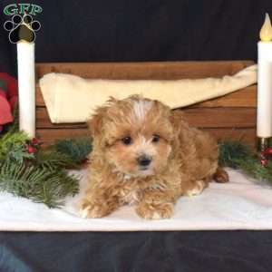 Felicity, Maltipoo Puppy