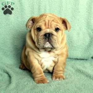 Felicity, English Bulldog Puppy