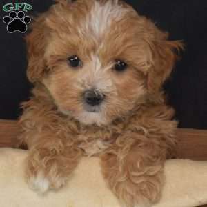 Felicity, Maltipoo Puppy