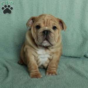 Felicity, English Bulldog Puppy