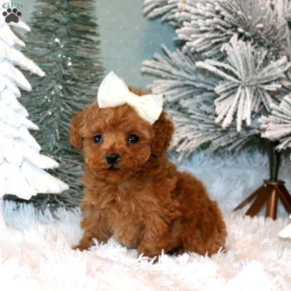 Felicity, Maltipoo Puppy