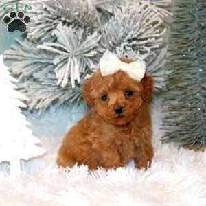 Felicity, Maltipoo Puppy
