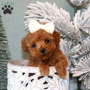 Felicity, Maltipoo Puppy