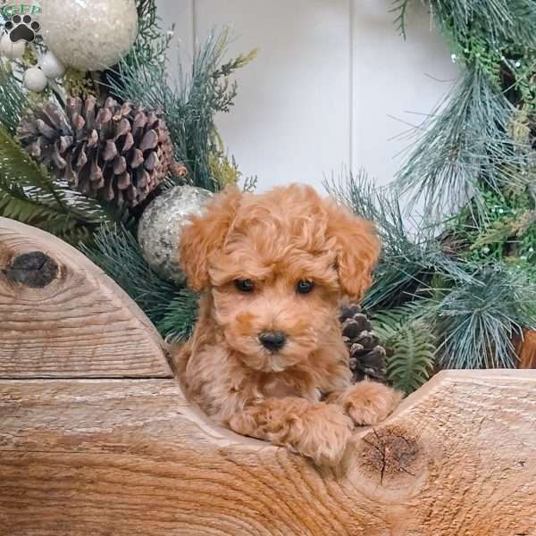 Felix, Bich-Poo Puppy