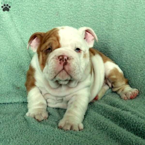 Felix, English Bulldog Puppy