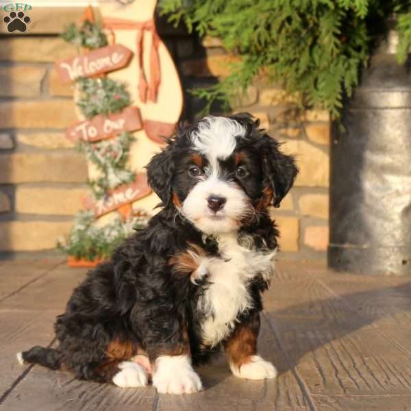 Felix, Mini Bernedoodle Puppy
