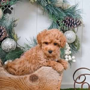 Felix, Bich-Poo Puppy