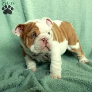 Felix, English Bulldog Puppy