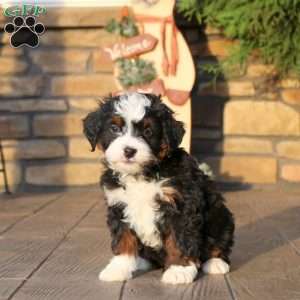 Felix, Mini Bernedoodle Puppy