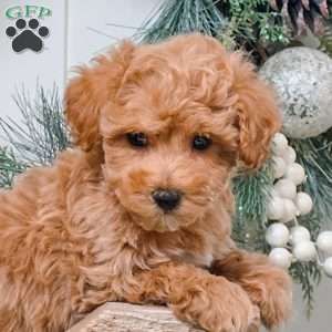 Felix, Bich-Poo Puppy