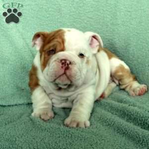 Felix, English Bulldog Puppy