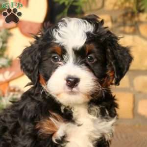 Felix, Mini Bernedoodle Puppy