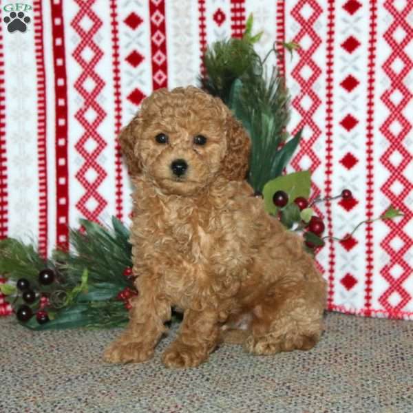 Felix, Cockapoo Puppy