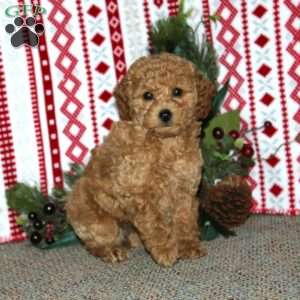 Felix, Cockapoo Puppy