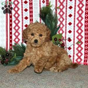 Felix, Cockapoo Puppy