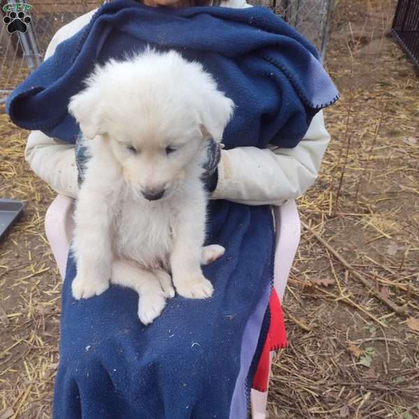 Ferdinand, Great Pyrenees Puppy