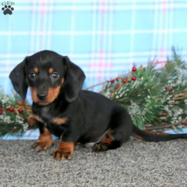Fergie-Mini, Dachshund Puppy