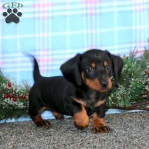 Fergie-Mini, Dachshund Puppy