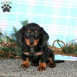 Fergie-Mini, Dachshund Puppy