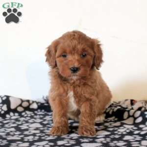 Fern, Mini Goldendoodle Puppy