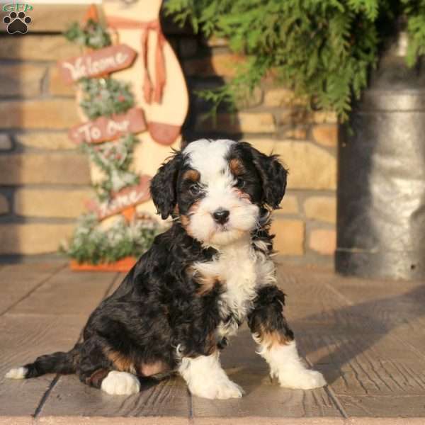 Fern, Mini Bernedoodle Puppy
