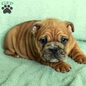 Fern, English Bulldog Puppy