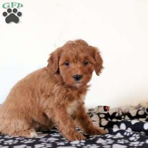Fern, Mini Goldendoodle Puppy