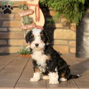 Fern, Mini Bernedoodle Puppy