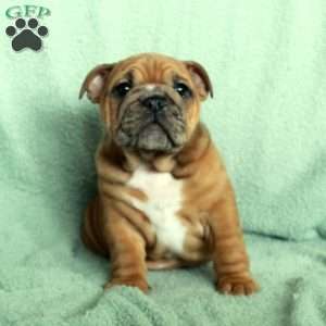 Fern, English Bulldog Puppy