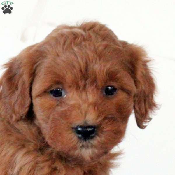 Fern, Mini Goldendoodle Puppy