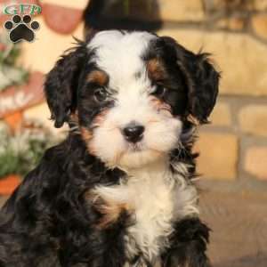 Fern, Mini Bernedoodle Puppy