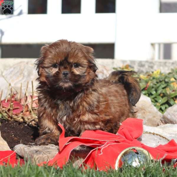 Fern, Shih Tzu Puppy