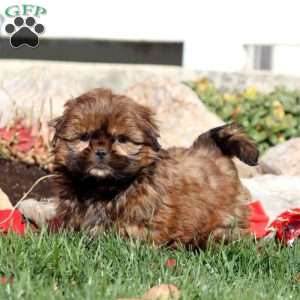 Fern, Shih Tzu Puppy