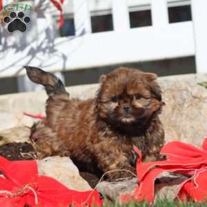 Fern, Shih Tzu Puppy