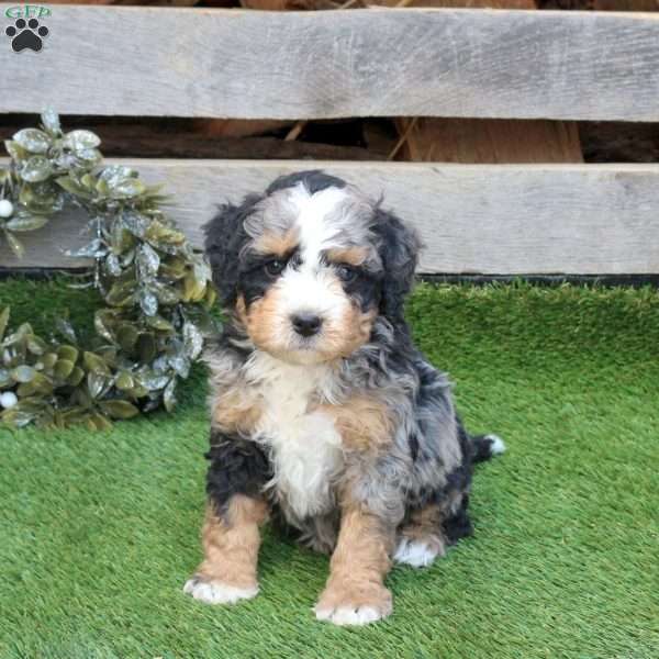 Fezzi, Mini Bernedoodle Puppy