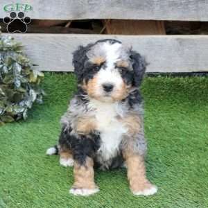 Fezzi, Mini Bernedoodle Puppy