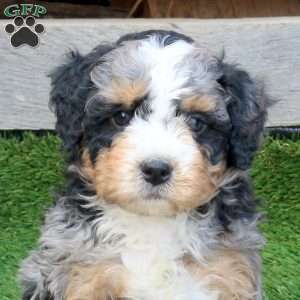 Fezzi, Mini Bernedoodle Puppy