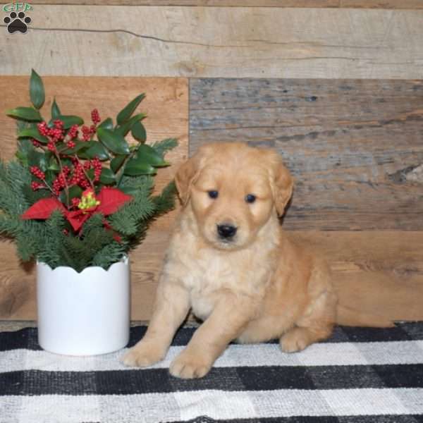 Fiddle, Golden Retriever Puppy